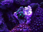 actinic biocube 004
