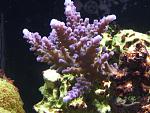 purple tip tort