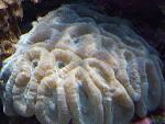 candy coral
