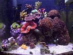 recent biocube