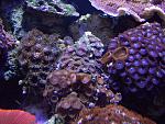 zoas 001