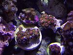 zoas 004