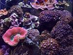 zoas 006