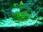 Neon Green Star Polyps....Carnation Coral...Maze Coral...n Assorted Zoas