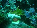 Citron Goby on Acro....Acan Frag...Blue Mushrooms...Zoas