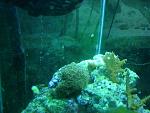 Galaxia Coral....Birdsnest...Torch Coral (Reflection)...n unknown brown Bluetip Acro