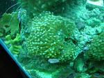 Frogspawn...Orange Monti...Hobogatos Zoas...and Pings Yellow Coral (Id anyone?)