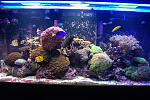 225 reef tank 
pH 8.21 day  
pH 7.98 morning 
10 dkh 
400 cal  
1350 mag 
1.025 sg