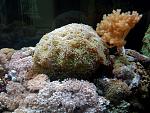 Close-up of Hammer coral