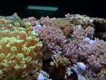 Close-up of xenia's