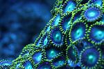 neon zoa's actinics