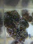 More Zoas