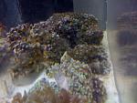 Zoanthids & Torches