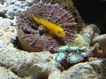 clown gobies recently removed for "pecking" at all my sps corals