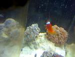 GBTA w/ Tomato & Bubble Coral