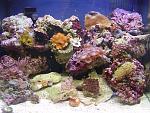 My 14g BioCube