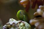 Green Clown Goby