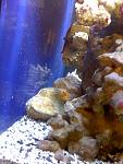 Blue Spot Jawfish 1