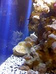 Blue Spot Jawfish 2