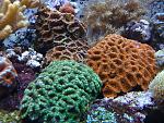 Acans