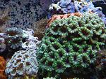 More Acans