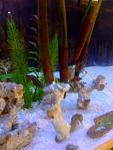 Seahorses2