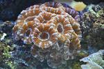 ACAN