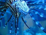 Volantin Lionfish (King Leo)