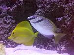 Yellow tang and scribbled rabbit