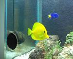 Yellow Tang and Pesky Damsel