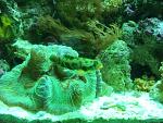 the lovely lady Bingo likes to nap on my HUGE green brain coral.
