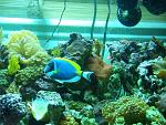 We added "Luna" into the mix on 1-8-10.  She has seemed to acclimate to the other fish very well and incredibly fast.
