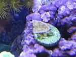 fish tank 023