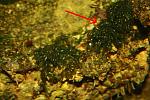algae 1?