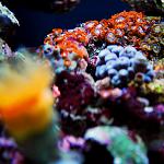 Zoa garden