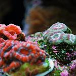 Orange/yellow Acan left, red/blue acan center, green/purple acan right