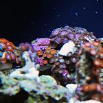 Zoa Garden 2