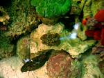 Top view of my acan