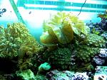 Fox Coral Happy