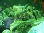 My first Acan....Hopefully not the last