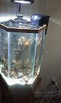 20 Gallon hex