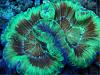 Trachyphyllia2