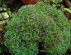 Euphyllia