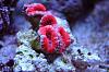 New acan frag