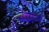 Mystery wrasse