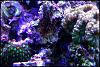 Christmas Zoas and Green/Purple Acan
