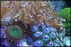 Leather and Zoa/Paly