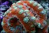 Acan