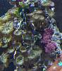 zoanthid rock