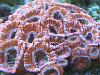 acans tank 1